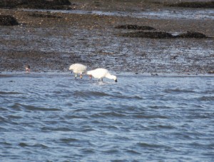 River Lynher Dec 2009