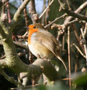 The Garden Robin