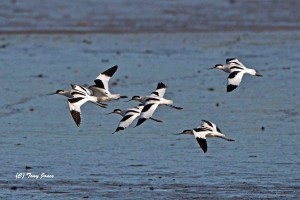 Avocets on the Tamar