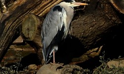 IMG_2849b_Heron