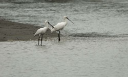 Spoonbill