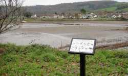 Birds of Millbrook Lake