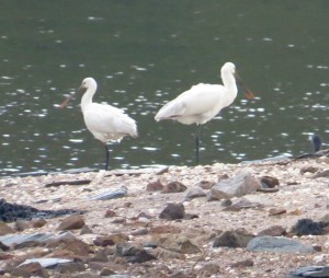 Spoonbills on Rat Island