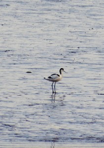 Another Avocet