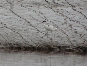 Avocet