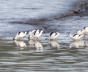 Avocets 'sweeping' for shrimps