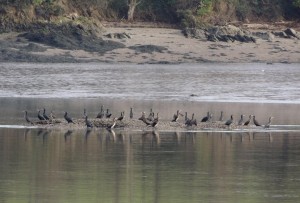 Cormorants on the Tamar