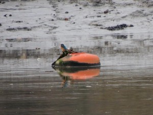 Kingfisher