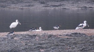 Spoonbill Oystercatcher and Curlew