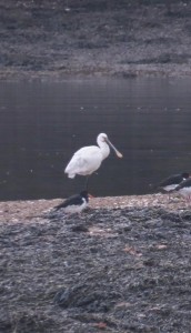 Spoonbill and Oystercatcher