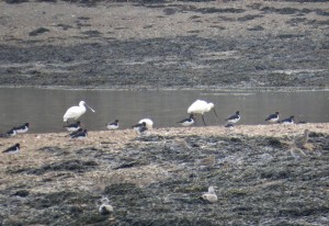 Spoonbills Oystercatcher Curlew and Herring Gull