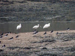 Spoonbills on Rat Island